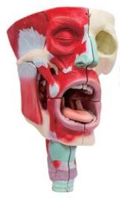鼻、口、咽喉腔分解模型